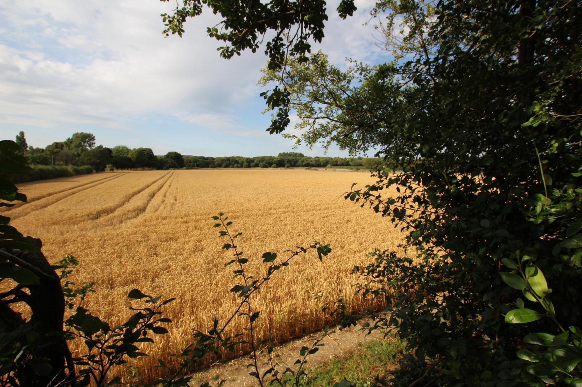 Cowslip Barn Annexe, Countryside Stay Near Чичестър Екстериор снимка